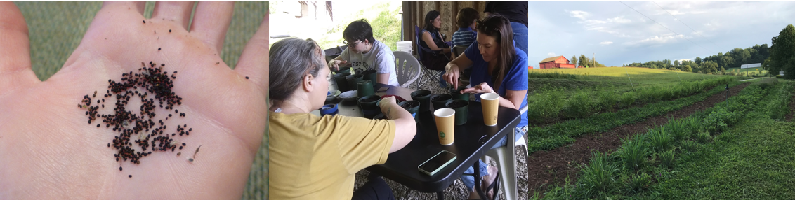 Herbal Tea Seeding Workshop